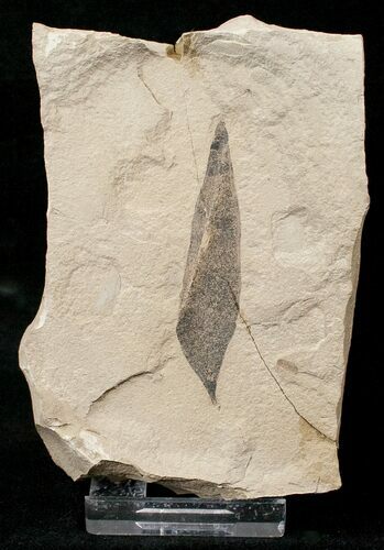 Fossil Eugenia Leaf - Green River Formation #16349